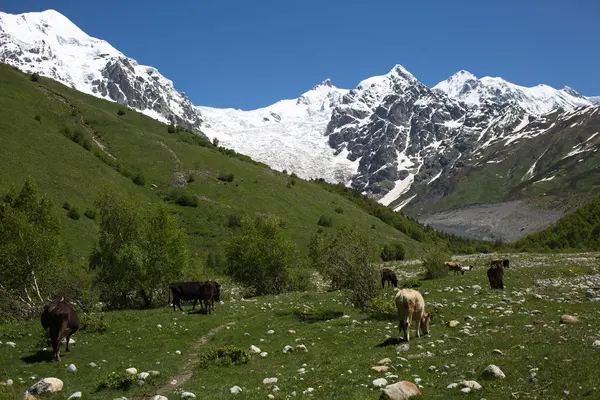 格鲁吉亚共和国上斯瓦涅季亚的高加索山脉 — 图库照片