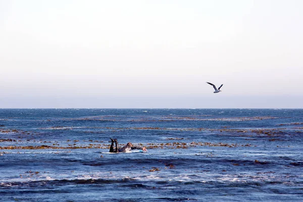 Blick Auf Die Surfer Malibu Kalifornien Usa — Stockfoto