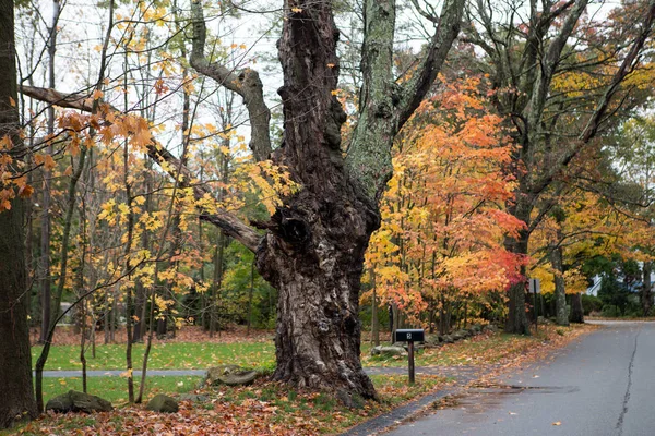 Arbres Feuilles Dans Une Forêt Automne — Photo