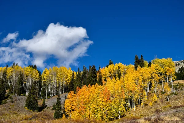 Aspens Diventa Rosso Giallo Nelle Montagne Rocciose Colorado — Foto Stock