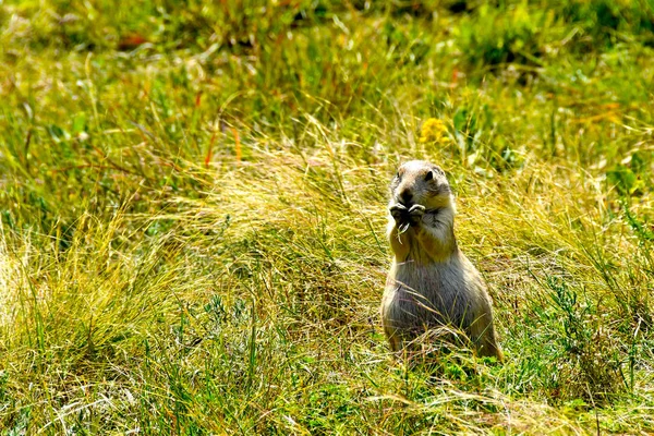 Präriehundar Äta Ett Grönt Fält — Stockfoto