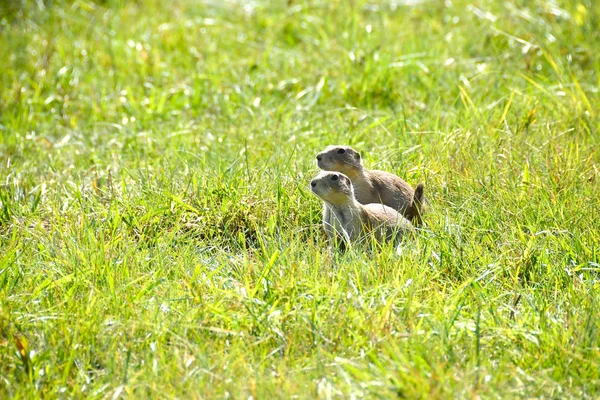 Zwei Präriehunde Grünen Gras — Stockfoto