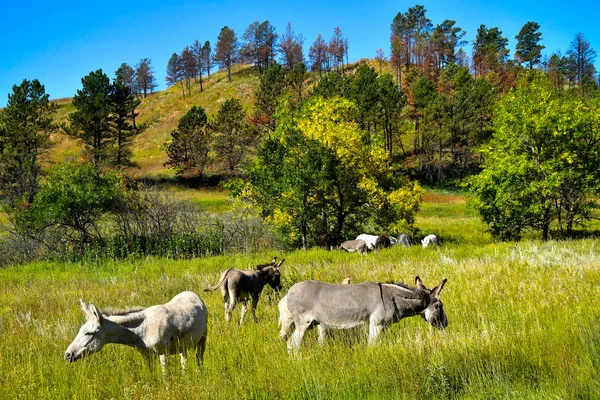 Wilde Ezels Grazen Een Groene Weide Custer State Park South — Stockfoto