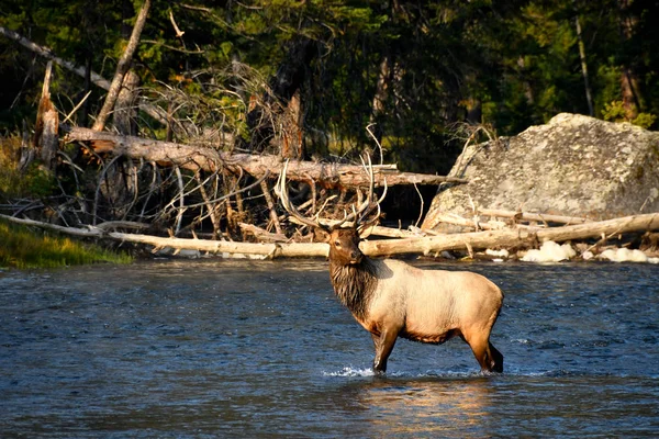 Ein Männlicher Elch Überquert Den Madison River Yellowstone Nationalpark — Stockfoto