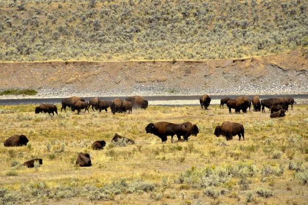 Buffalo au parc national Yellowstone . — Photo