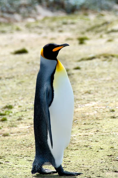 福克兰群岛志愿人员站的一只帝企鹅 — 图库照片