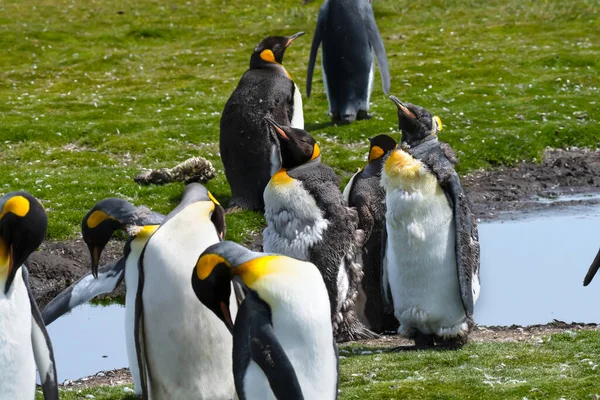 Colony King Penguins Few Molting Volunteer Point Falkland Island — Stock Photo, Image