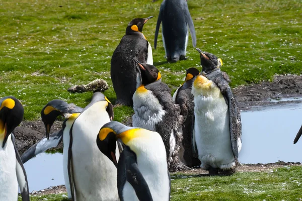 Une Colonie Manchots Royaux Quelques Mues Volunteer Point Île Falkland — Photo