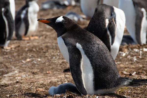 Gentoo Penguin Nouveau Volunteer Point Île Falkland — Photo