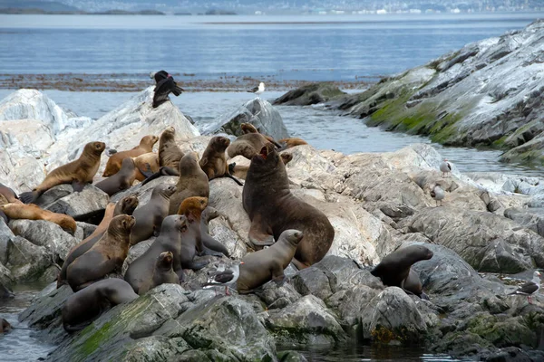 阿根廷乌斯怀亚附近火地岛的海狮群落 — 图库照片