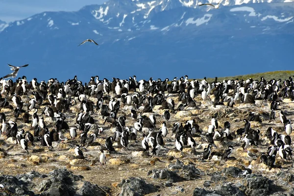 Rookerie Impériale Cormorant Tierra Del Fuego Ushuaia Argentine — Photo