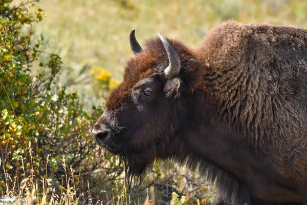 Προφίλ Ενός Buffalo Στο Εθνικό Πάρκο Yellowstone — Φωτογραφία Αρχείου