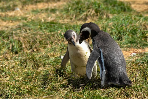 Adulte Jeune Pingouin Magellan Sur Île Madeleine Chili — Photo