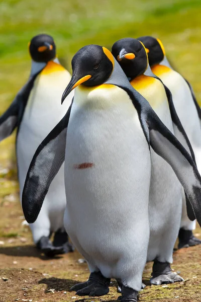 King Penguins Alineados Volunteer Point Islas Malvinas —  Fotos de Stock