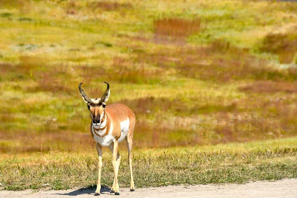 Pronghorn Nebo Antelope Custer State Park Jižní Dakota — Stock fotografie