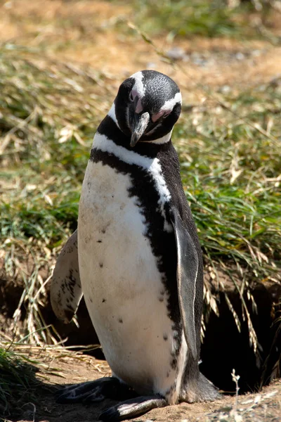 Porträtt Magisk Pingvin Magdalena Island Chile — Stockfoto