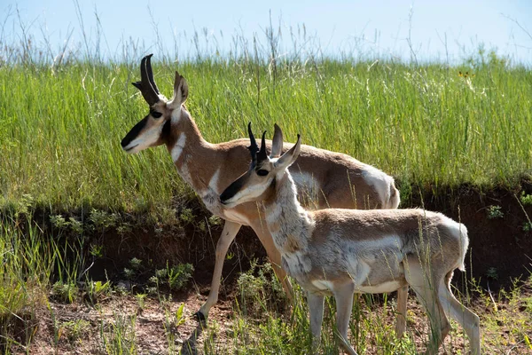 Dvě Antelope Procházce Custer State Park Jižní Dakota — Stock fotografie