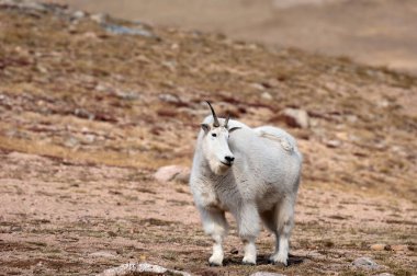 A mountain goat  stands on the rocky alpine tundra along the Beartooth Highway between Montana and Wyoming.
