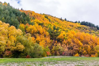 Renkli sonbahar yaprakları ve yeşil çam ağaçları içinde Arrowtown, orta Otago, South Island, Yeni Zelanda.