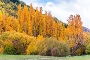 Renkli sonbahar yaprakları ve yeşil çam ağaçları içinde Arrowtown, orta Otago, South Island, Yeni Zelanda.