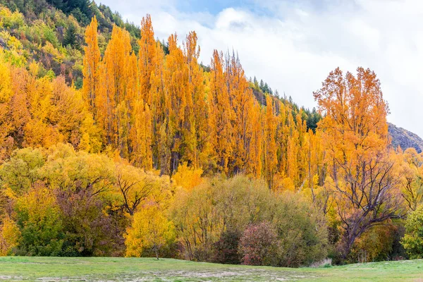 Renkli sonbahar yaprakları ve yeşil çam ağaçları içinde Arrowtown, orta Otago, South Island, Yeni Zelanda.