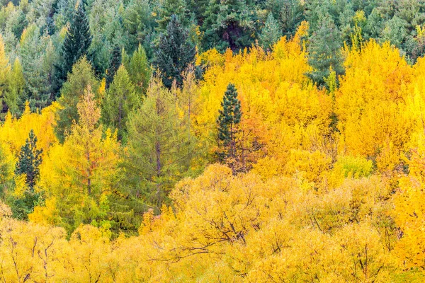 Kleurrijke Herfst Bladeren Groene Pijnbomen Arrowtown Centraal Otago Zuid Eiland — Stockfoto