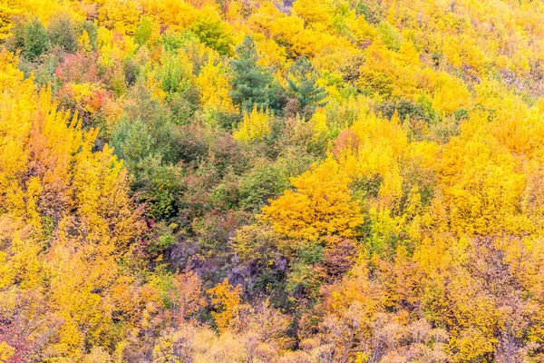 Kleurrijke Herfst Bladeren Groene Pijnbomen Arrowtown Centraal Otago Zuid Eiland — Stockfoto