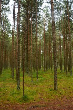 Çam ormanı güneşli bir günde