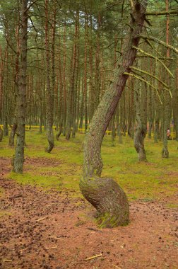 Kaliningrad Oblastında Curonian Spit'te Dans Ormanı, Rusya