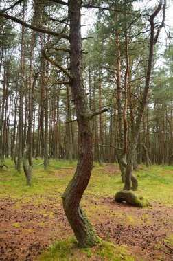 Kaliningrad Oblastında Curonian Spit'te Dans Ormanı, Rusya