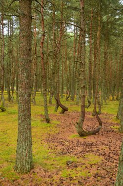 Kaliningrad Oblastında Curonian Spit'te Dans Ormanı, Rusya