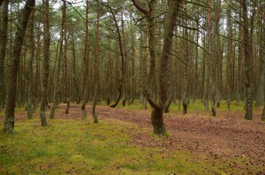 Kaliningrad Oblastında Curonian Spit'te Dans Ormanı, Rusya
