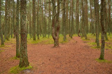Çam ormanı güneşli bir günde