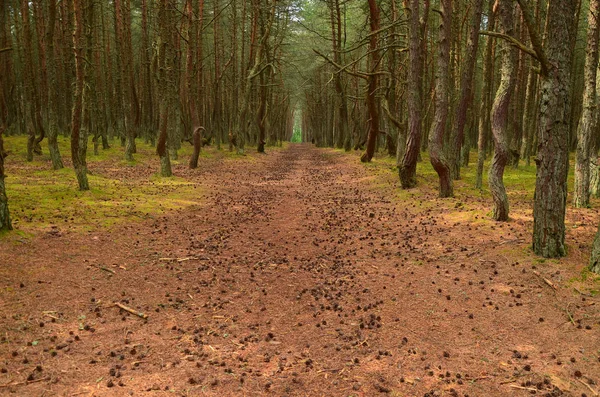 çam ormanında toprak izi