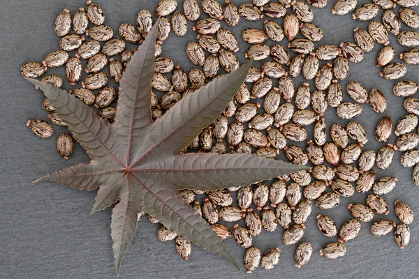 Castor Bean Ricinus Communis Yaprak Tohum — Stok fotoğraf