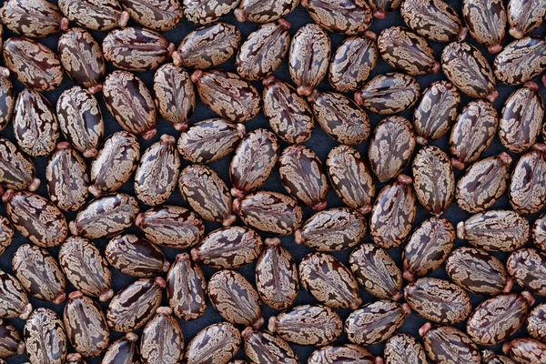 Castor Beans Ricinus Communis Вид Крупным Планом — стоковое фото