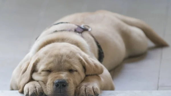 Golden Labrador Dog Sleeping — Stock Photo, Image