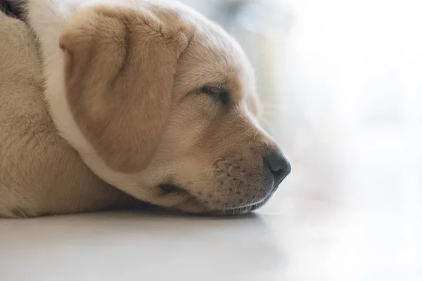 Goldener Labrador Schläft — Stockfoto