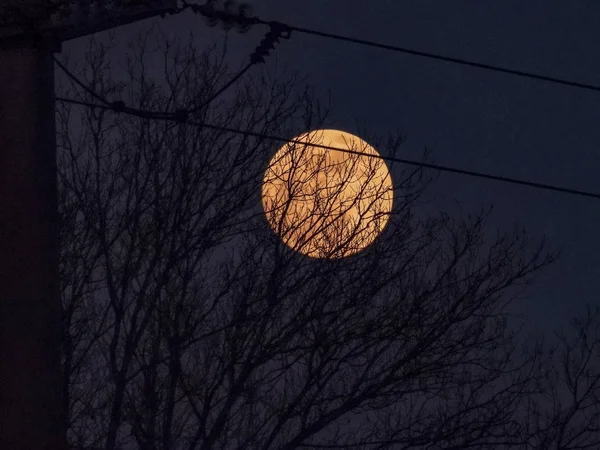 Měsíc Stromy Při Západu Slunce — Stock fotografie