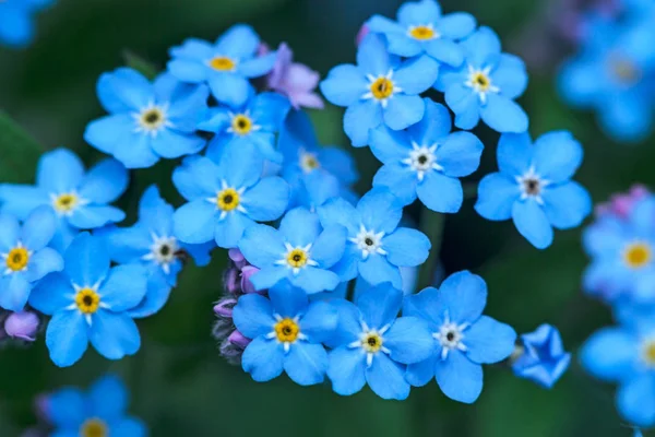 Unutma Küçük Mavi Çiçekli Otsu Bitki — Stok fotoğraf