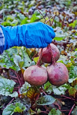 Kırmızı pancar kuyrukları mavi kauçuk eldiven elinde tutan