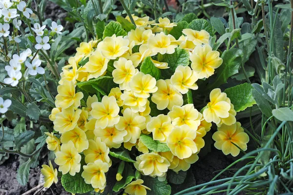 Flores Amarillas Pálidas Primroses Primula Vulgaris Jardín —  Fotos de Stock