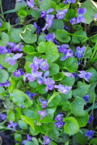 Violette Selvagge Sfondo Della Natura — Foto Stock