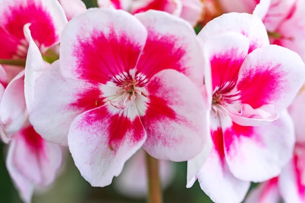 Rózsaszín Geránium Virágok Vértes Virágos Háttér — Stock Fotó