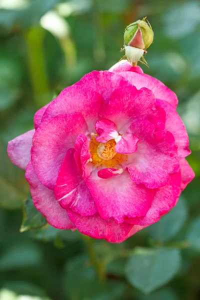 Magenta Rose Gros Plan Contexte Naturel — Photo