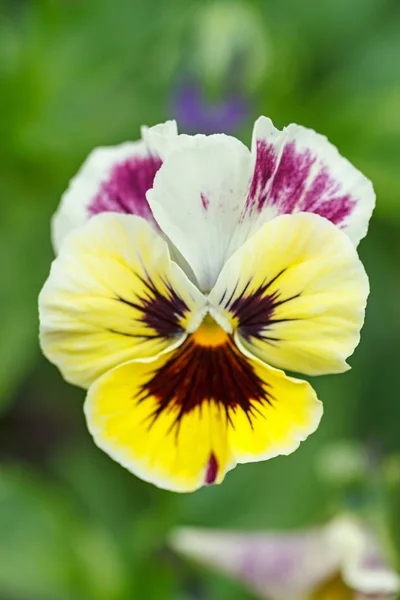 Una Flor Marica Fondo Naturaleza —  Fotos de Stock