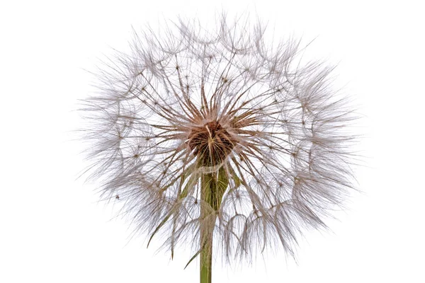 Dandelion Seed Ball Isolated White Background — Stock Photo, Image