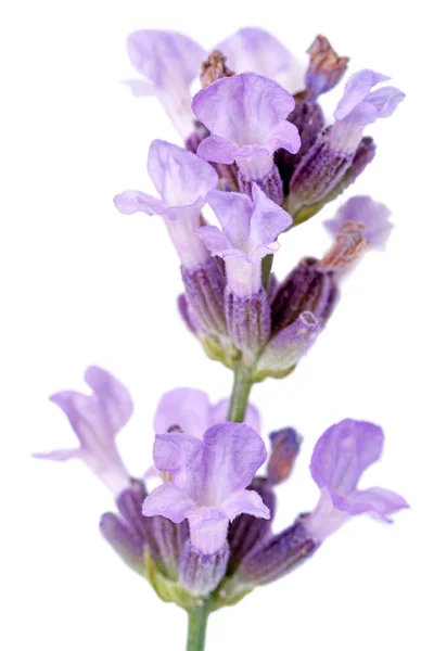 俗称薰衣草 是薄荷家族中已知的47种开花植物的一个属 — 图库照片