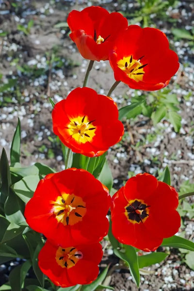 Six red tulips on a sunny day on the flowerbed. Series of different tulips