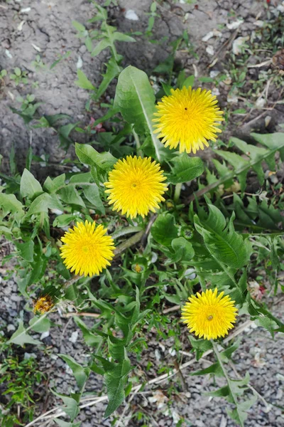 Taraxacum Género Plantas Con Flores Perteneciente Familia Asteraceae —  Fotos de Stock